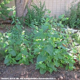 Arroche of the green gardens, giant spinard, atriplex hydrangea green